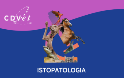 Nuovo servizio specialistico per la diagnosi delle epatopatie